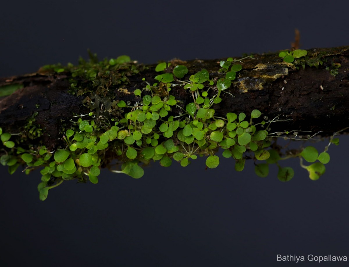 Utricularia striatula Sm.